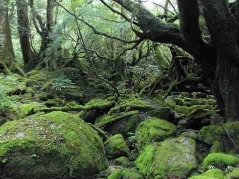 The moss forest of Yakushima, inspiration for the film Princess Mononoke